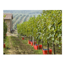 Italy, Tuscany, Montalcino. Bins of harvested Postcard