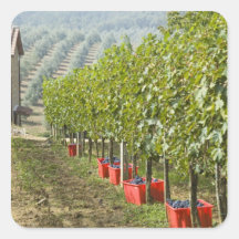 Italy, Tuscany, Montalcino. Bins of harvested Square Sticker