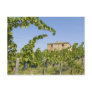 Italy, Tuscany, Montepulciano. Wine grapes ready