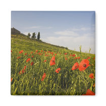 Italy, Tuscany, Tuscan Villa in Spring With Fridge Magnets