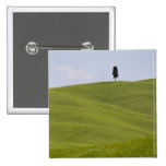Italy, Tuscany, Val D'Orcia, Lone tree on hill Button
