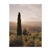 Italy,Tuscany,Val d'Orcia,Montalcino Post Cards