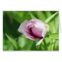 Itoh Peony "Cora Louise" cards