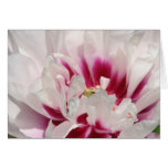 Itoh Peony "Cora Louise" Card