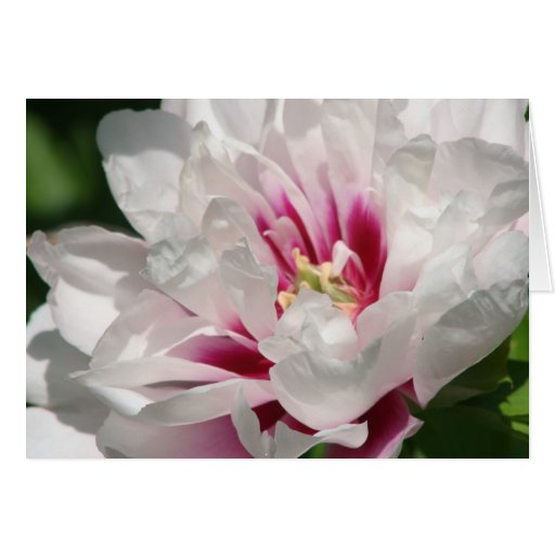 Itoh Peony "Cora Louise" Greeting Cards