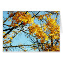 It's a Beautiful Fall! Greeting Card