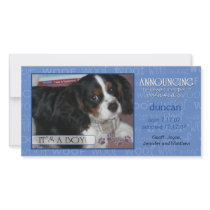 It's a Boy - Pet Photo Card photo cards by EverAfter It's a Boy - Pet Photo Card photo cards