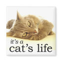 It's a Cat's Life - Magnet by gabycat It's a Cat's Life - Magnet