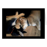It's a dogs life greeting cards