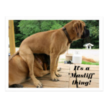It's A "Mastiff" thing! (English Mastiff) postcard