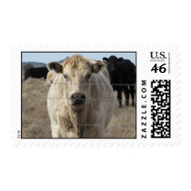 It's a Roundup! Black & White Cow Herd - Charolais Stamp