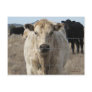 It's a Roundup! Cattle - Western "Save the Date" Post Cards