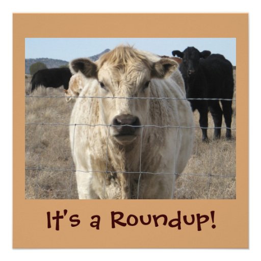 It's a Roundup! Cows - Cattle Drive Celebration Custom Announcements