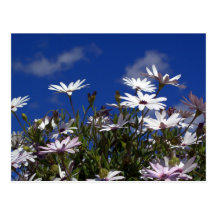 its a spring thing post cards