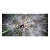 It's All In The Seed photo cards