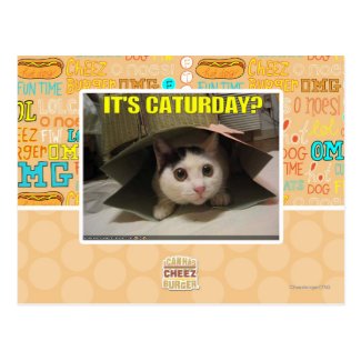 It's Caturday? Postcard