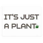 It's Just a Plant. Post Card
