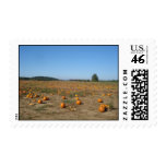 It's Pumpkin Season It's Pumpkin Season