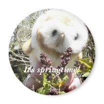 It's Springtime! magnets by codfishlady It's Springtime! magnets