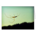 Itsy bitsy spider cards