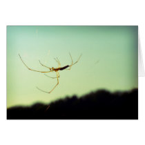Itsy bitsy spider cards by Rainmountain Itsy bitsy spider cards