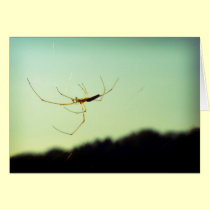 Itsy bitsy spider cards