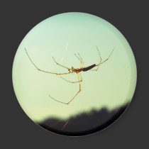 Itsy bitsy spider magnets