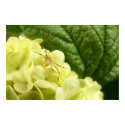 Itsy Bitsy Spider posters