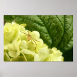 Itsy Bitsy Spider posters