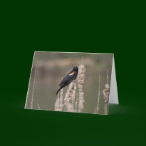 IV. Just a blackbird is also one cards