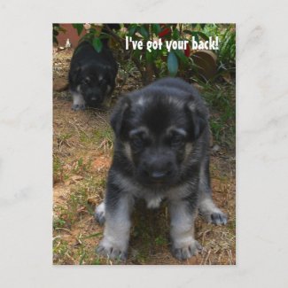 Custom Postcards on German Shepherd Puppy Postcard By Kellbell535 Create Custom Postcards