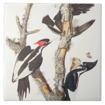 Ivory-billed Woodpecker, 1829, (print) Ceramic Tiles