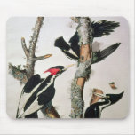 Ivory-billed Woodpecker, from 'Birds of America' Mouse Pads