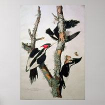 Ivory-billed Woodpecker, from 'Birds of America'