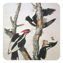 Ivory-billed Woodpecker, from 'Birds of America' Sticker