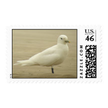 Ivory Gull stamp