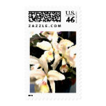 Ivory Orchids postage