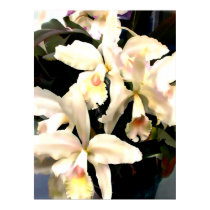 Ivory Orchids posters