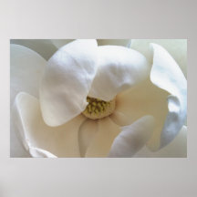 Ivory Petaled Magnolia: Large Format Print