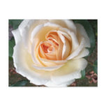 Ivory White Summer Rose Postcard