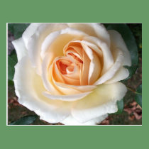 Ivory White Summer Rose Postcard postcards