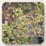 Ivy bush coaster