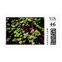 Ivy Cape postage