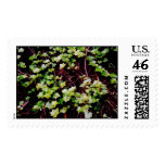 Ivy Cape Postage Stamp