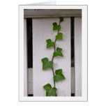 Ivy Card