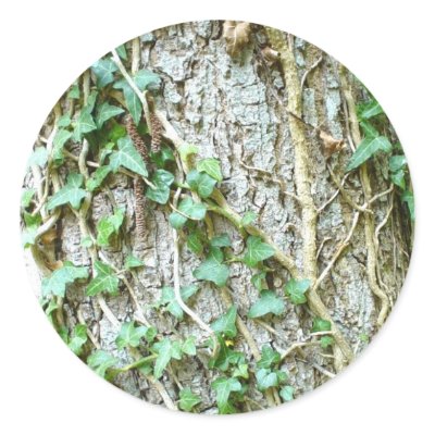 Ivy Climbing Tree Stickers by lifesphere