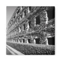 Ivy Covered Building Magnet by MichaelFelix Ivy Covered Building Magnet