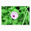Ivy Leaved Morning Glory posters by Freese Ivy Leaved Morning Glory posters