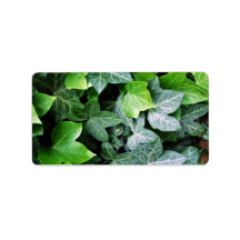Ivy Leaves Custom Address Label