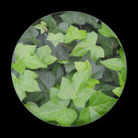 Ivy Magnet